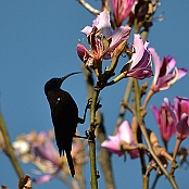 "Amethyst Sunbird" Graskop, South Africa